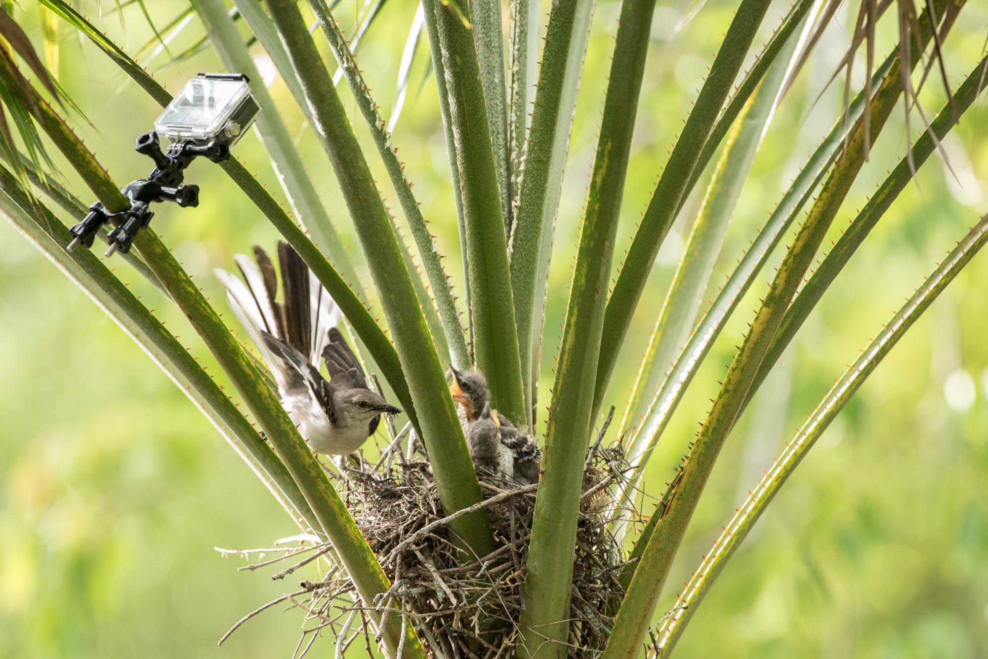 Un ruiseñor lleva una araña en el pico para alimentar a sus pichones.