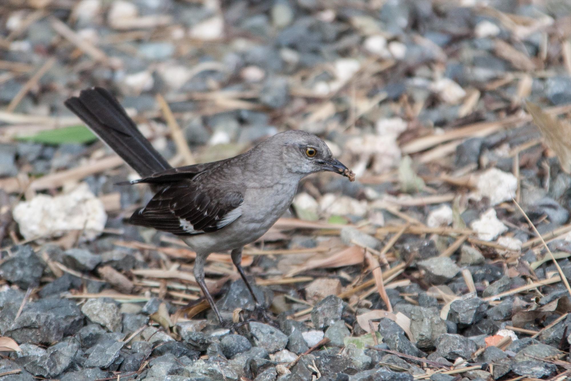 Un ruiseñor busca insectos en el suelo.