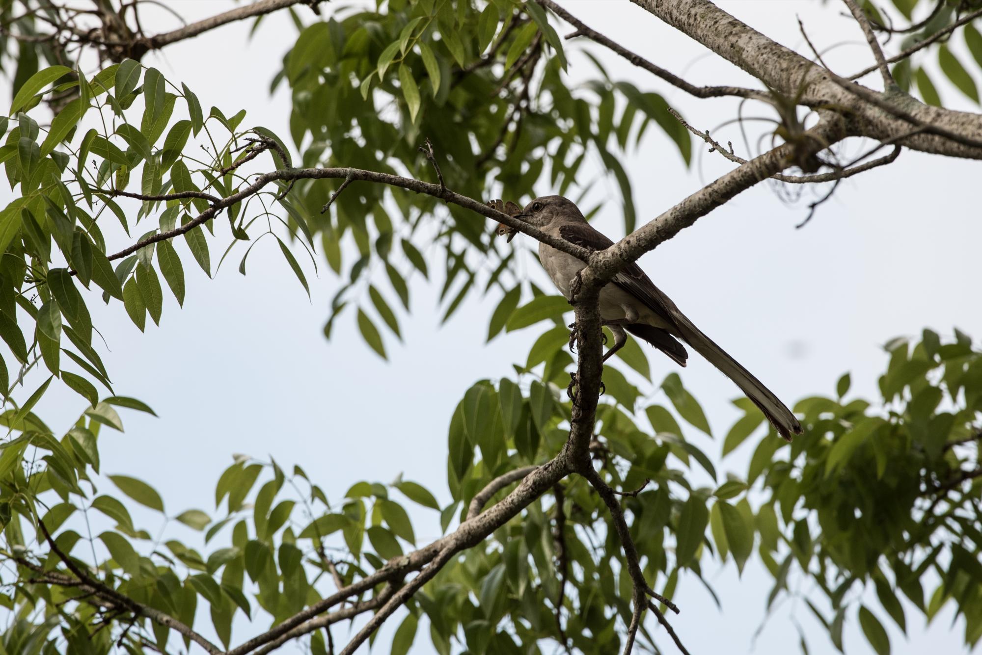 Un ruiseñor con una mariposa en el pico para llevarla al nido con dos pichones.