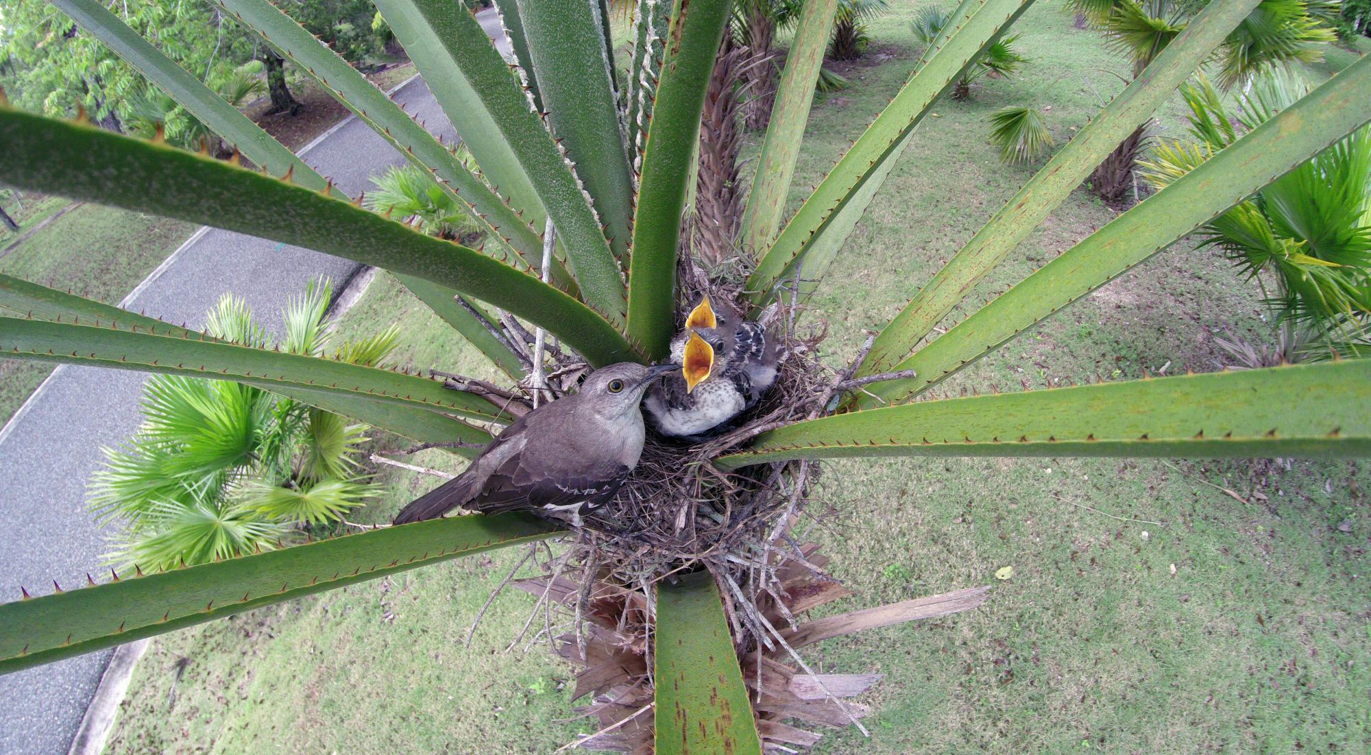 Nido con dos pichones en una palma yarei en el Jardín Botánico Nacional.