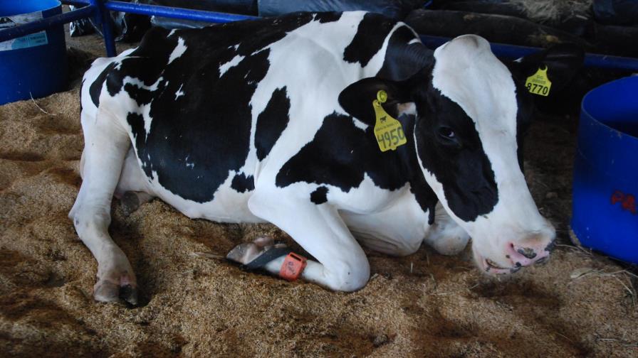 Ganaderos: empresas reducen precios de leche en finca Ganaderos: empresas reducen precios de leche en finca