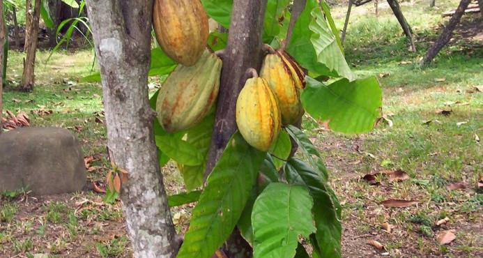 República Dominicana será sede de la  tercera Conferencia Mundial de Cacao