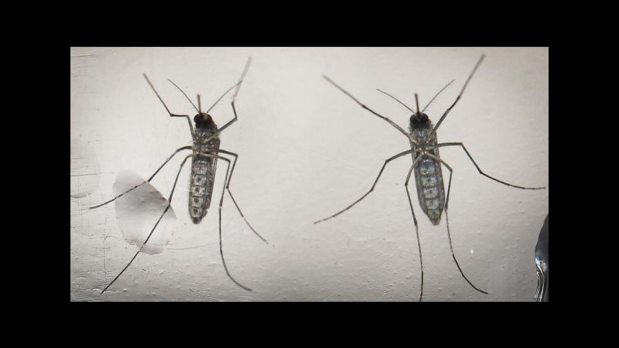 OMS: Cepa de zika en África es la misma de América 