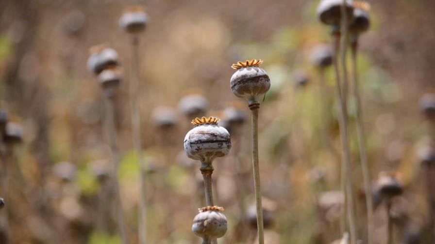 Campesinos se organizan para defender la siembra de amapola en sur de México