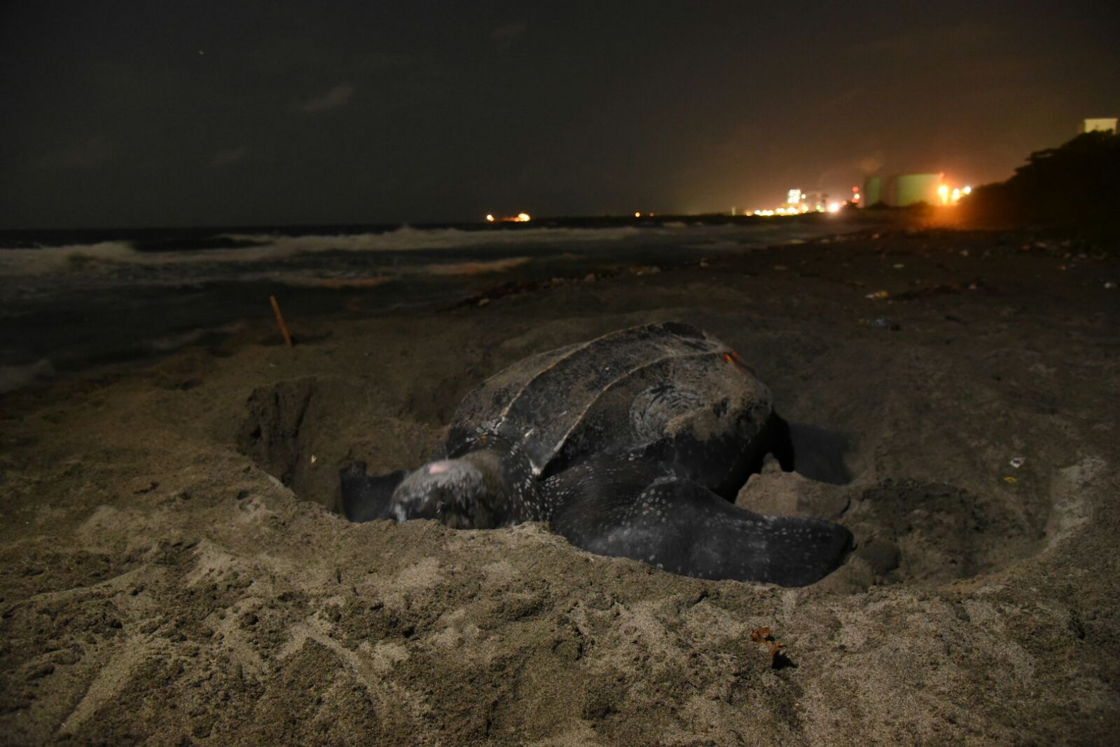 Tortuga de la especie tinglar