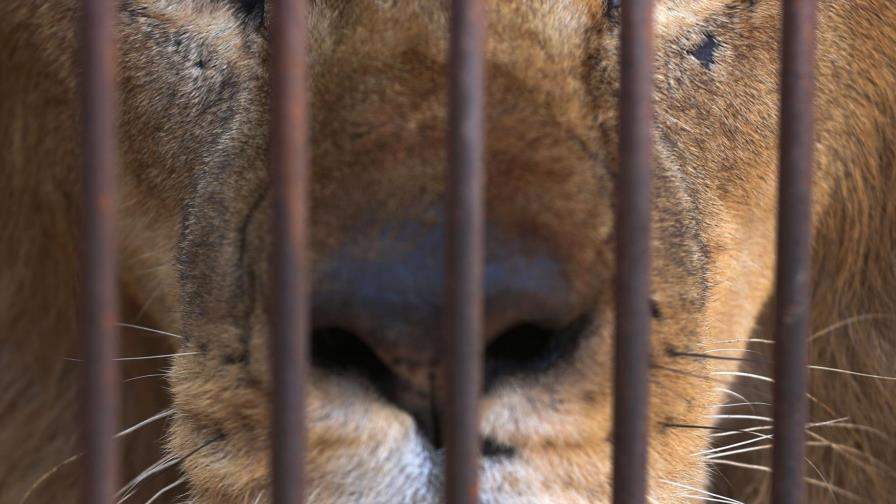Suicida se mete desnudo a la jaula de los leones