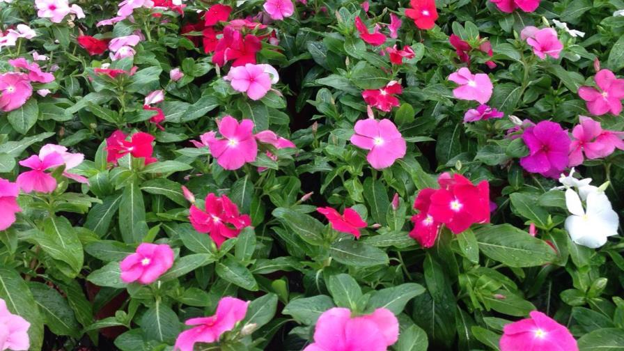 Ágora Mall realizará un jardín para mamá