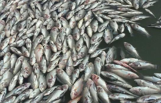 Procuraduría y Medio Ambiente inician investigación de matanza de peces en Bombita, Barahona