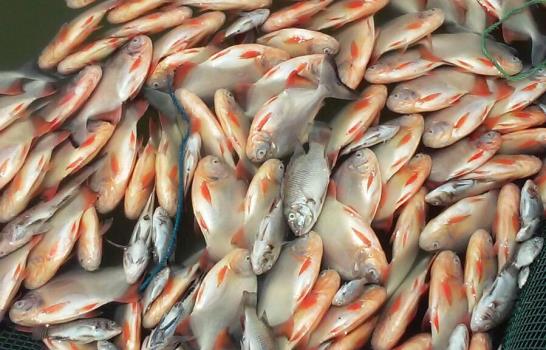 Procuraduría y Medio Ambiente inician investigación de matanza de peces en Bombita, Barahona