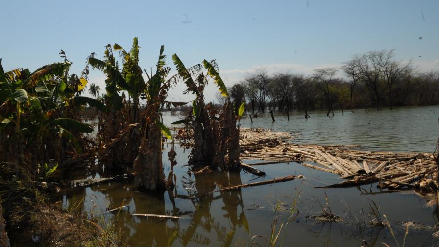 Advierten El Niño afectó los medios de vida de productores de plátano y arroz del sur y el noroeste
