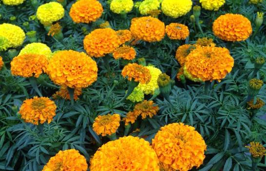 Un maratón de flores para celebrar el Día de las Madres