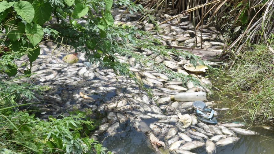 Interrogarán a dos por muerte de peces en Bombita