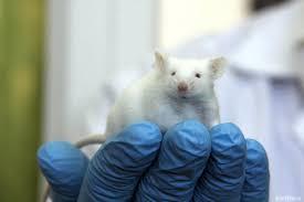 Evitan en ratones que células del cáncer de mama se escondan en los huesos