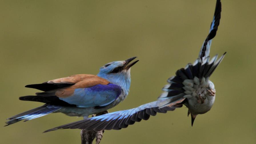 La ONU aboga por proteger la naturaleza para prevenir conflictos y pobreza