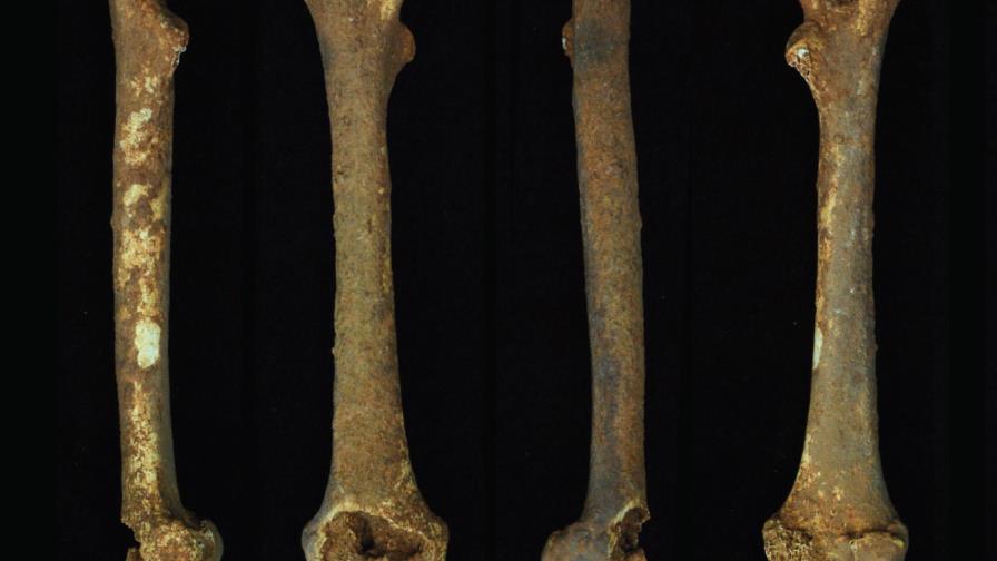 Hallan fósil de mono extinto en Parque Nacional Jaragua Hallan fósil de mono extinto en Parque Nacional Jaragua