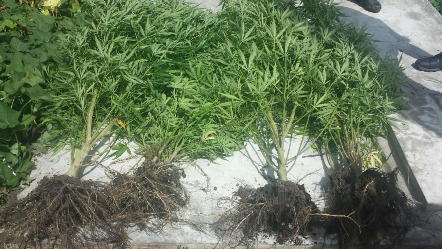 Detienen a dos hermanos que tenían una plantación de marihuana camuflada bajo yuca