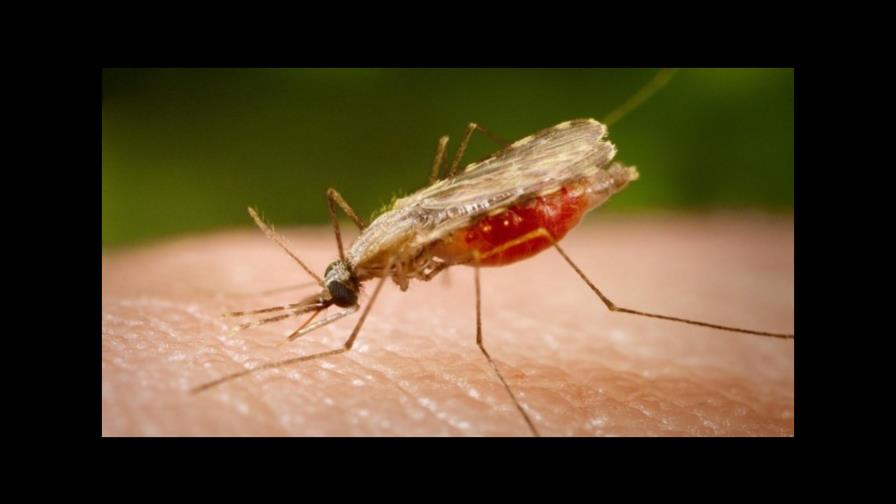 Científicos de EE.UU. localizan en el sodio la clave para combatir la malaria Científicos de EE.UU. localizan en el sodio la clave para combatir la malaria