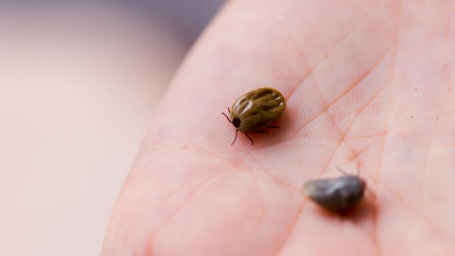 ¿Sabías que si te pica una garrapata podrías contraer la enfermedad de Lyme?
