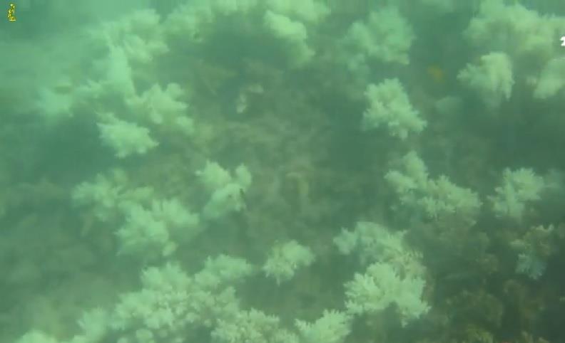 El 35 % de corales del norte y centro de la Gran Barrera muere por blanqueo