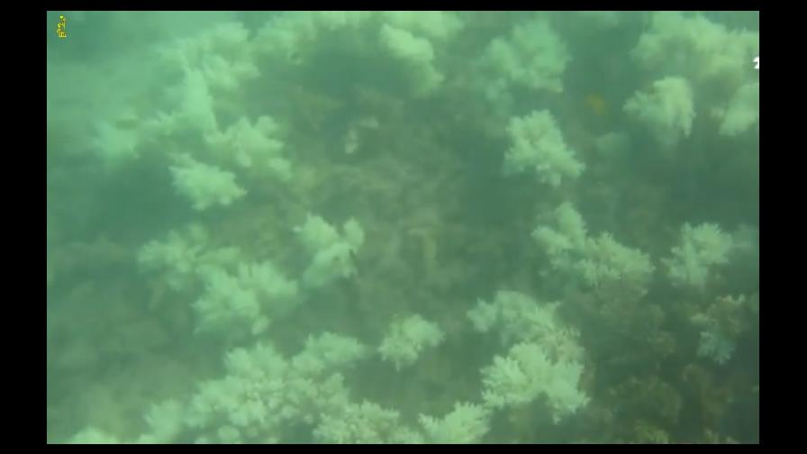 El 35 % de corales del norte y centro de la Gran Barrera muere por blanqueo