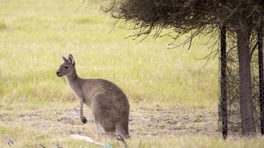 Acusan a un canguro temerario de agredir a dos ciclistas