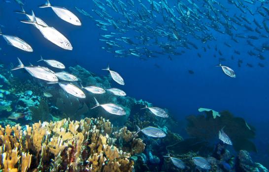 En el Día Mundial de los Océanos, los ocho mejores lugares para bucear  del país