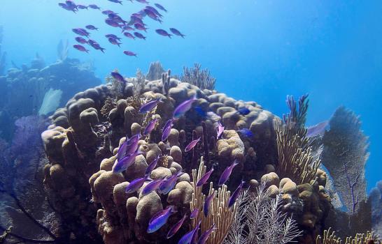 En el Día Mundial de los Océanos, los ocho mejores lugares para bucear  del país