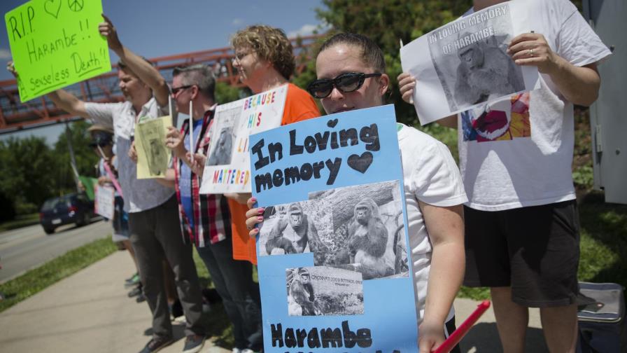 Debate en EE.UU. por gorila abatido para salvar a niño