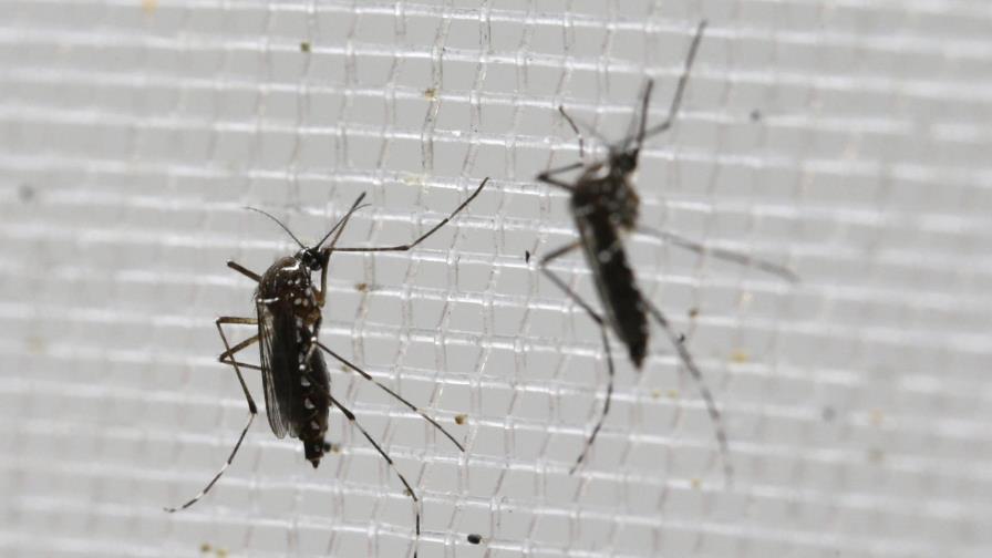 OMS: Contagio sexual de zika es más común de lo que se creía 