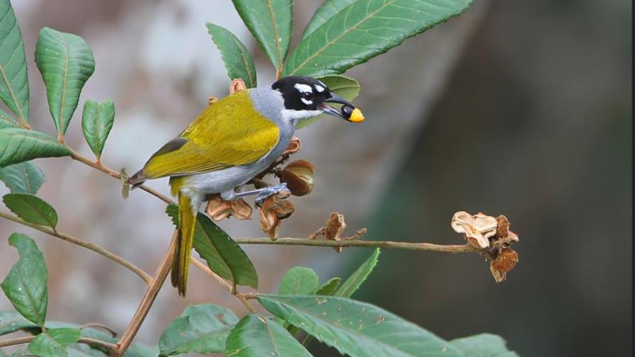Los beneficios de las aves