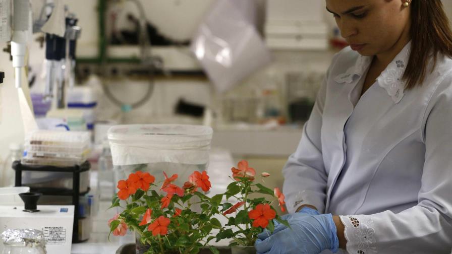 ‘Flower power’ contra el mosquito transmisor del zika que atemoriza al mundo
