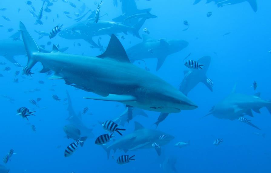 Muere una buceadora al ser atacada por un tiburón en el suroeste de Australia 