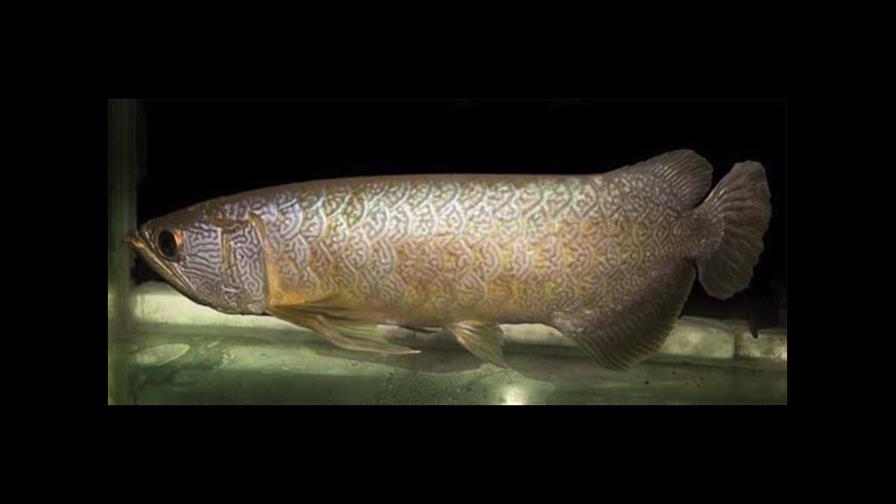 El pez que puede costar hasta 300 mil dólares