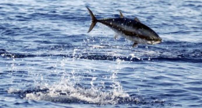 Entra en vigor primer “tratado mundial vinculante” contra pesca ilegal 