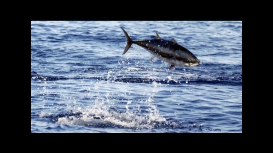 Entra en vigor primer “tratado mundial vinculante” contra pesca ilegal 