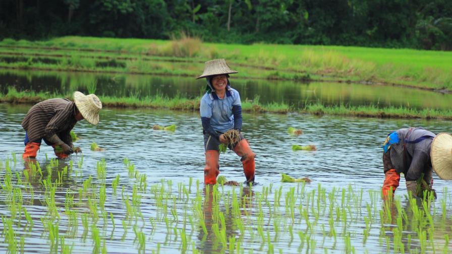 OIT pide más esfuerzos de países y empresas contra trabajo agrícola infantil