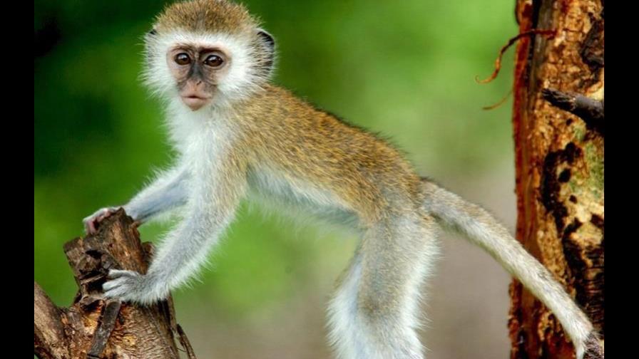 Un mono provoca un apagón eléctrico en toda Kenia