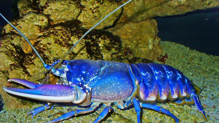 Descubren dos nuevas especies de crustáceos en México