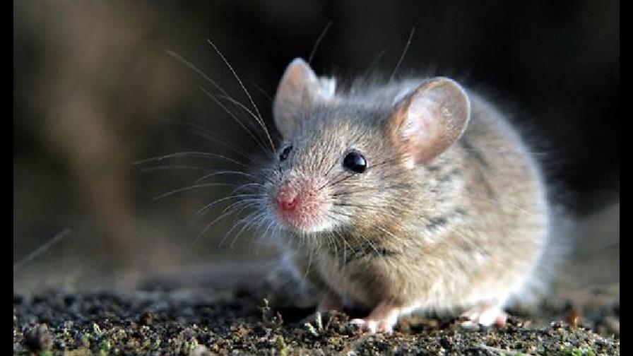 Desaparece la primera especie de mamífero a causa del cambio climático
