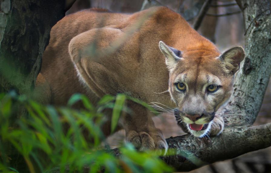 Una madre salva a su hijo del ataque de un animal salvaje