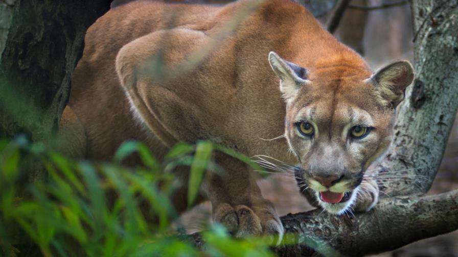 Una madre salva a su hijo del ataque de un animal salvaje