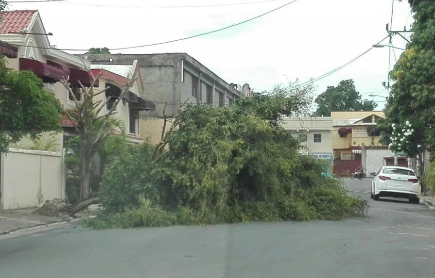 Ventarrón derrumba árboles en Santo Domingo Este