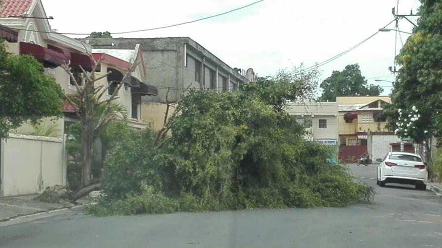 Ventarrón derrumba árboles en Santo Domingo Este