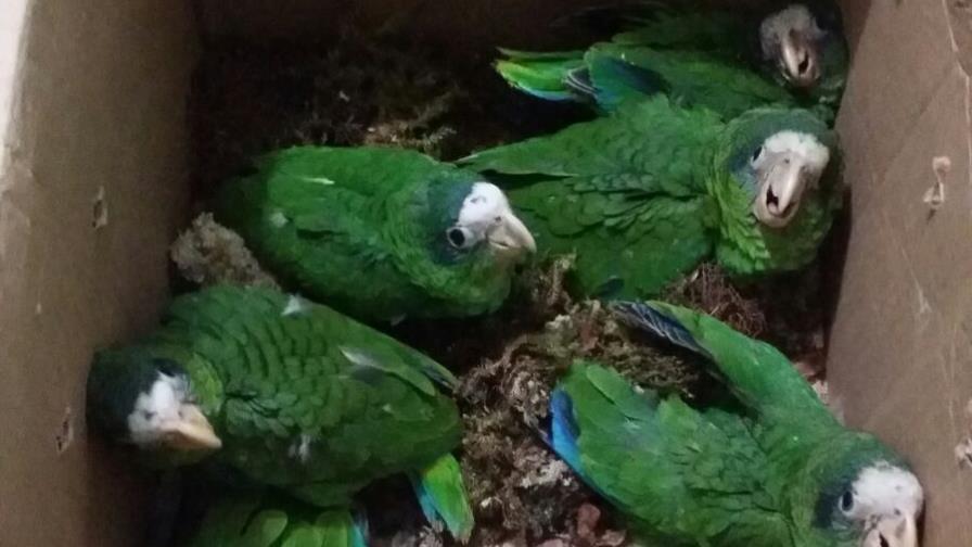 Medio Ambiente se incauta cotorras en peligro de extinción 