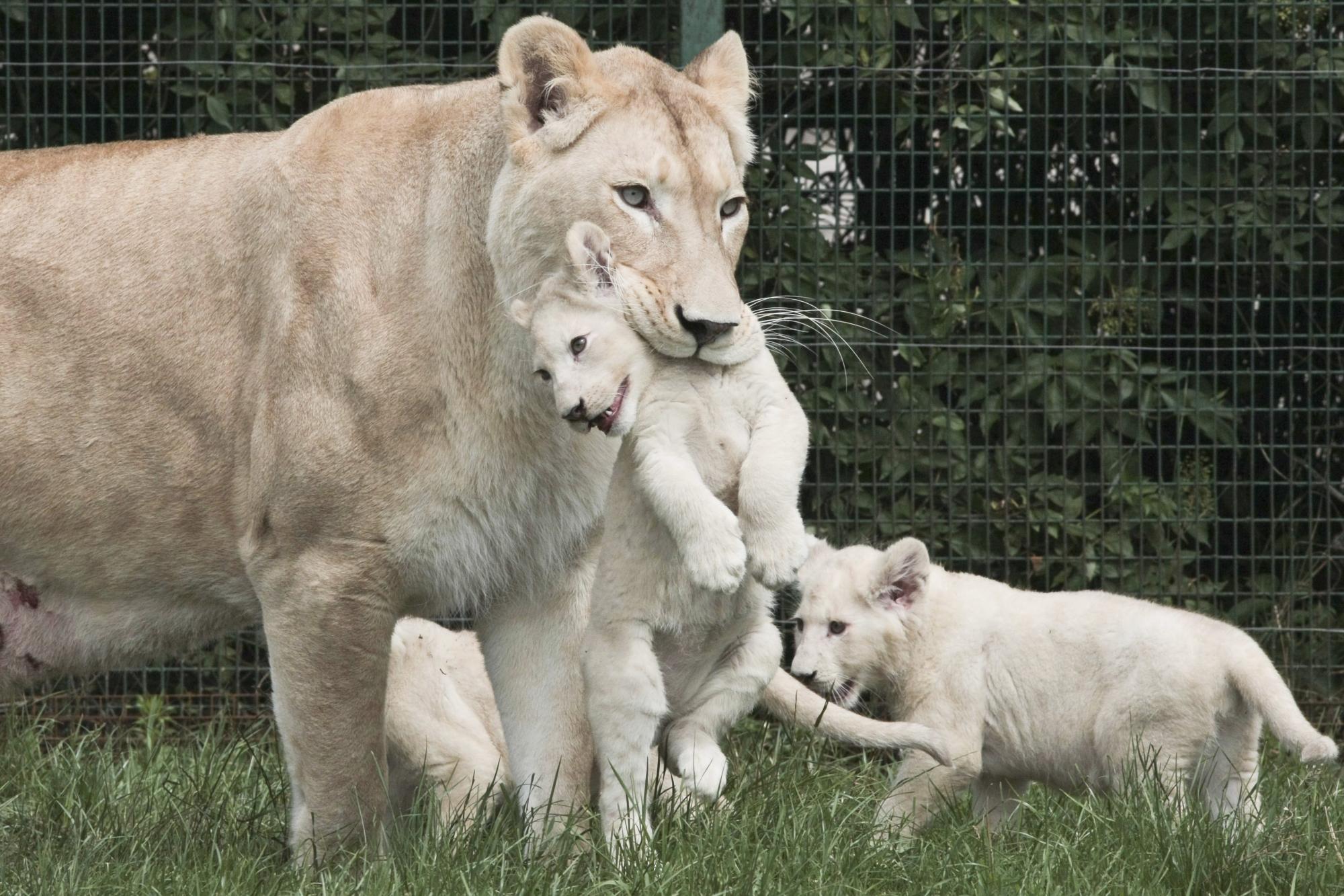 Cachorros de león albinos en el zoo de Polonia