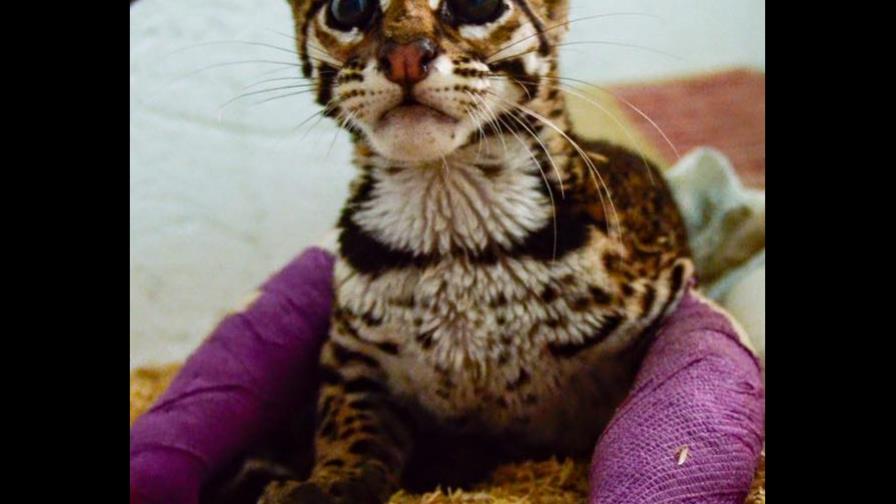 Procedimiento ortopédico y fisioterapia para devolver capacidad de caminar a un animal salvaje