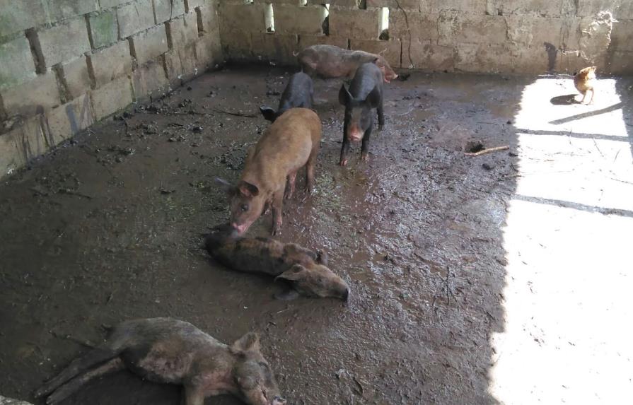 Denuncian muertes de cerdos por fiebre porcina en Hato Mayor