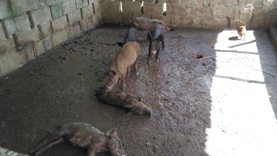 Denuncian muertes de cerdos por fiebre porcina en Hato Mayor