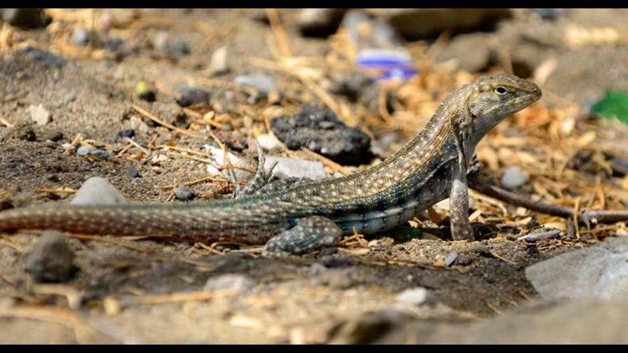 Las dunas de Las Calderas en Baní tienen un nuevo lagarto