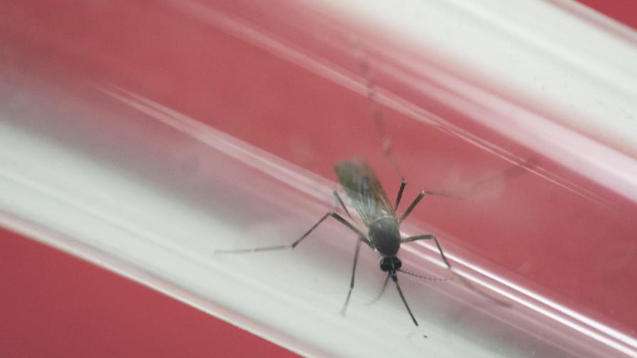 Mayoría de casos de zika en Nueva York viajaron a República Dominicana 